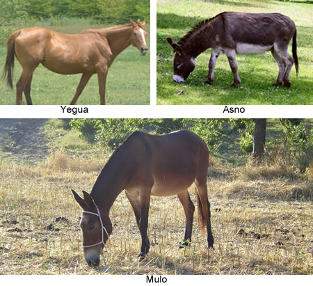 Una yegua y un asno pueden cruzarse y dar lugar a un nuevo ser vivo, el mulo. Pero los mulos no pueden reproducirse (son estériles). Por eso sabemos que los caballos y los asnos pertenecen a especies distintas.